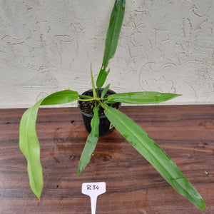 #R34 Philodendron Bonifaziae