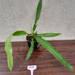#R34 Philodendron Bonifaziae