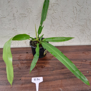 #R34 Philodendron Bonifaziae