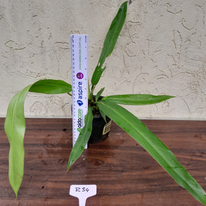 #R34 Philodendron Bonifaziae