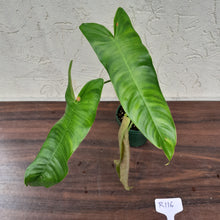 Load image into Gallery viewer, #R116 Philodendron Sharoniae