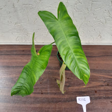 Load image into Gallery viewer, #R116 Philodendron Sharoniae