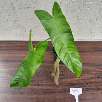 #R116 Philodendron Sharoniae