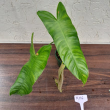 Load image into Gallery viewer, #R116 Philodendron Sharoniae