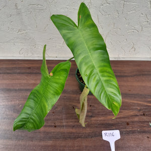 #R116 Philodendron Sharoniae