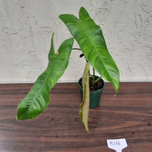Load image into Gallery viewer, #R116 Philodendron Sharoniae