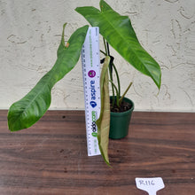 Load image into Gallery viewer, #R116 Philodendron Sharoniae
