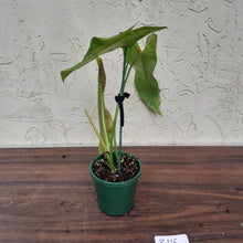 Load image into Gallery viewer, #R116 Philodendron Sharoniae