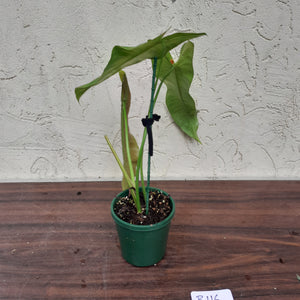 #R116 Philodendron Sharoniae
