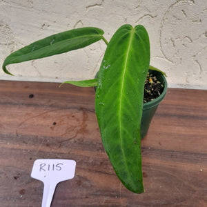 #R115 Anthurium Panamense With Offshoot - Possibly x Warocqueanum