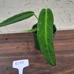 #R115 Anthurium Panamense With Offshoot - Possibly x Warocqueanum