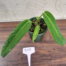 Load image into Gallery viewer, #R115 Anthurium Panamense With Offshoot - Possibly x Warocqueanum