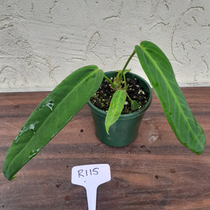 #R115 Anthurium Panamense With Offshoot - Possibly x Warocqueanum