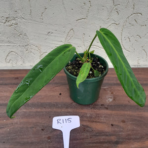 #R115 Anthurium Panamense With Offshoot - Possibly x Warocqueanum