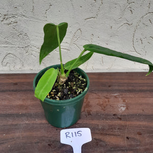 #R115 Anthurium Panamense With Offshoot - Possibly x Warocqueanum