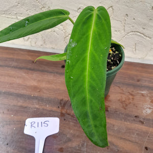 #R115 Anthurium Panamense With Offshoot - Possibly x Warocqueanum