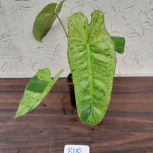 Load image into Gallery viewer, #R110 Philodendron Paraiso Verde