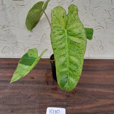 #R110 Philodendron Paraiso Verde