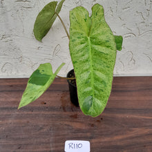 Load image into Gallery viewer, #R110 Philodendron Paraiso Verde