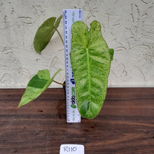 Load image into Gallery viewer, #R110 Philodendron Paraiso Verde