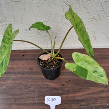 Load image into Gallery viewer, #R110 Philodendron Paraiso Verde