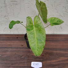 Load image into Gallery viewer, #R110 Philodendron Paraiso Verde