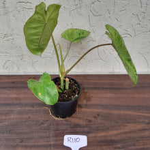 Load image into Gallery viewer, #R110 Philodendron Paraiso Verde