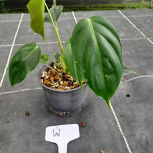 Load image into Gallery viewer, #W Philodendron Esmeraldense