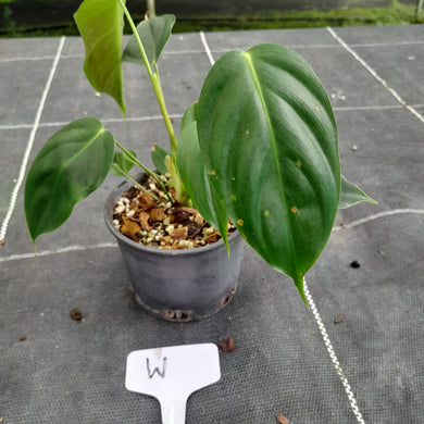 #W Philodendron Esmeraldense