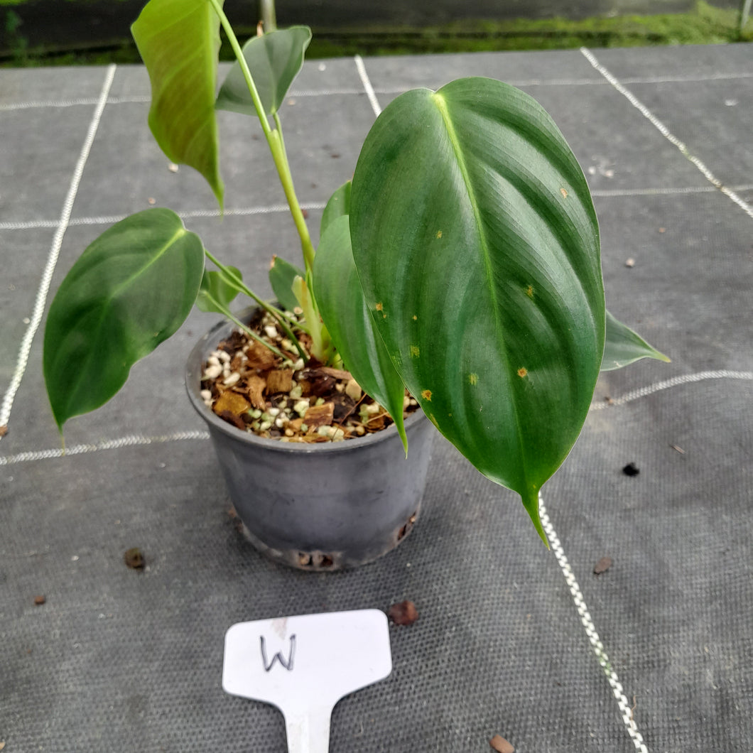#W Philodendron Esmeraldense
