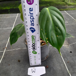 #W Philodendron Esmeraldense