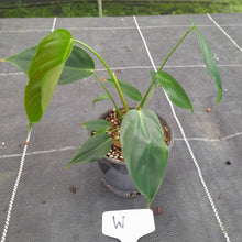 Load image into Gallery viewer, #W Philodendron Esmeraldense