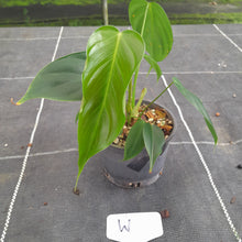 Load image into Gallery viewer, #W Philodendron Esmeraldense