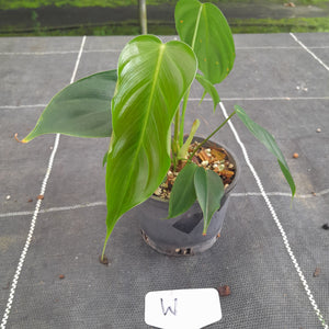 #W Philodendron Esmeraldense