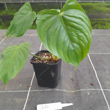 Load image into Gallery viewer, #144 Philodendron Tenue x Plowmanii