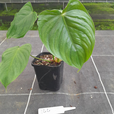 #144 Philodendron Tenue x Plowmanii