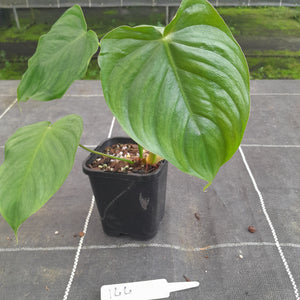 #144 Philodendron Tenue x Plowmanii