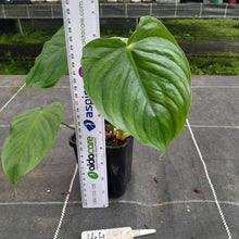 Load image into Gallery viewer, #144 Philodendron Tenue x Plowmanii