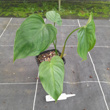 Load image into Gallery viewer, #144 Philodendron Tenue x Plowmanii