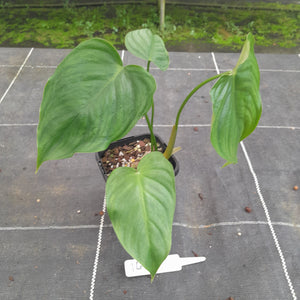 #144 Philodendron Tenue x Plowmanii