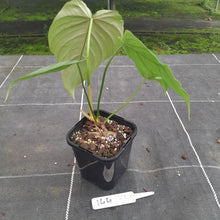 Load image into Gallery viewer, #144 Philodendron Tenue x Plowmanii