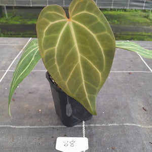 #88 Tentative Anthurium Grande x