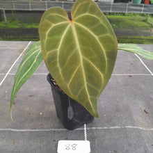 Load image into Gallery viewer, #88 Tentative Anthurium Grande x