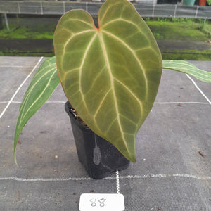 #88 Tentative Anthurium Grande x