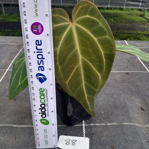 #88 Tentative Anthurium Grande x