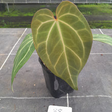 Load image into Gallery viewer, #88 Tentative Anthurium Grande x