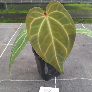 #88 Tentative Anthurium Grande x