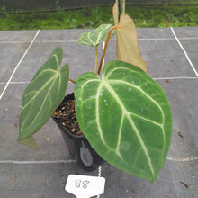 Load image into Gallery viewer, #88 Tentative Anthurium Grande x