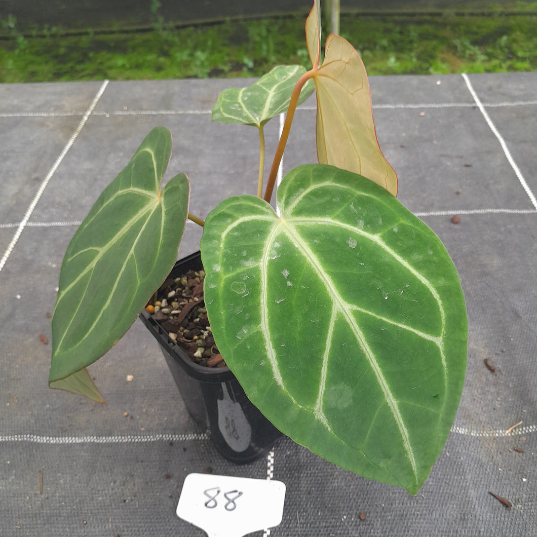 #88 Tentative Anthurium Grande x