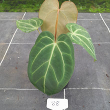 Load image into Gallery viewer, #88 Tentative Anthurium Grande x